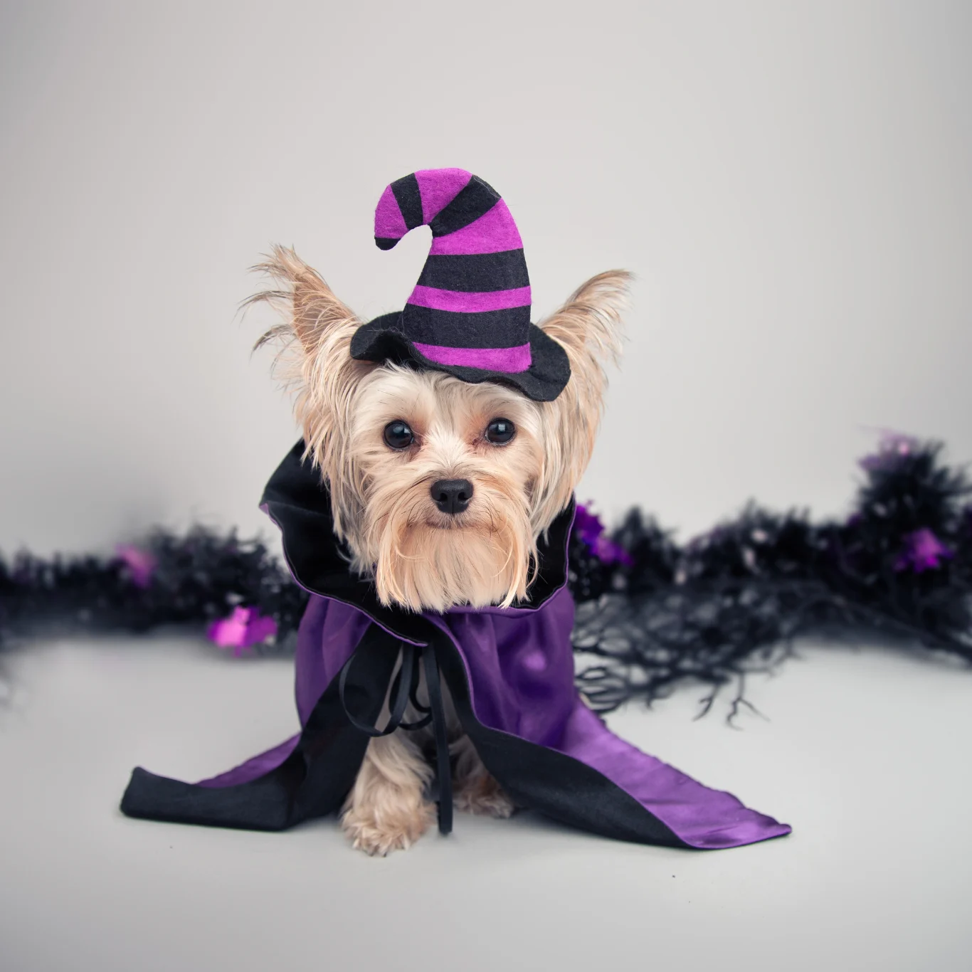 Halloween Pup & Kids Costume Parade