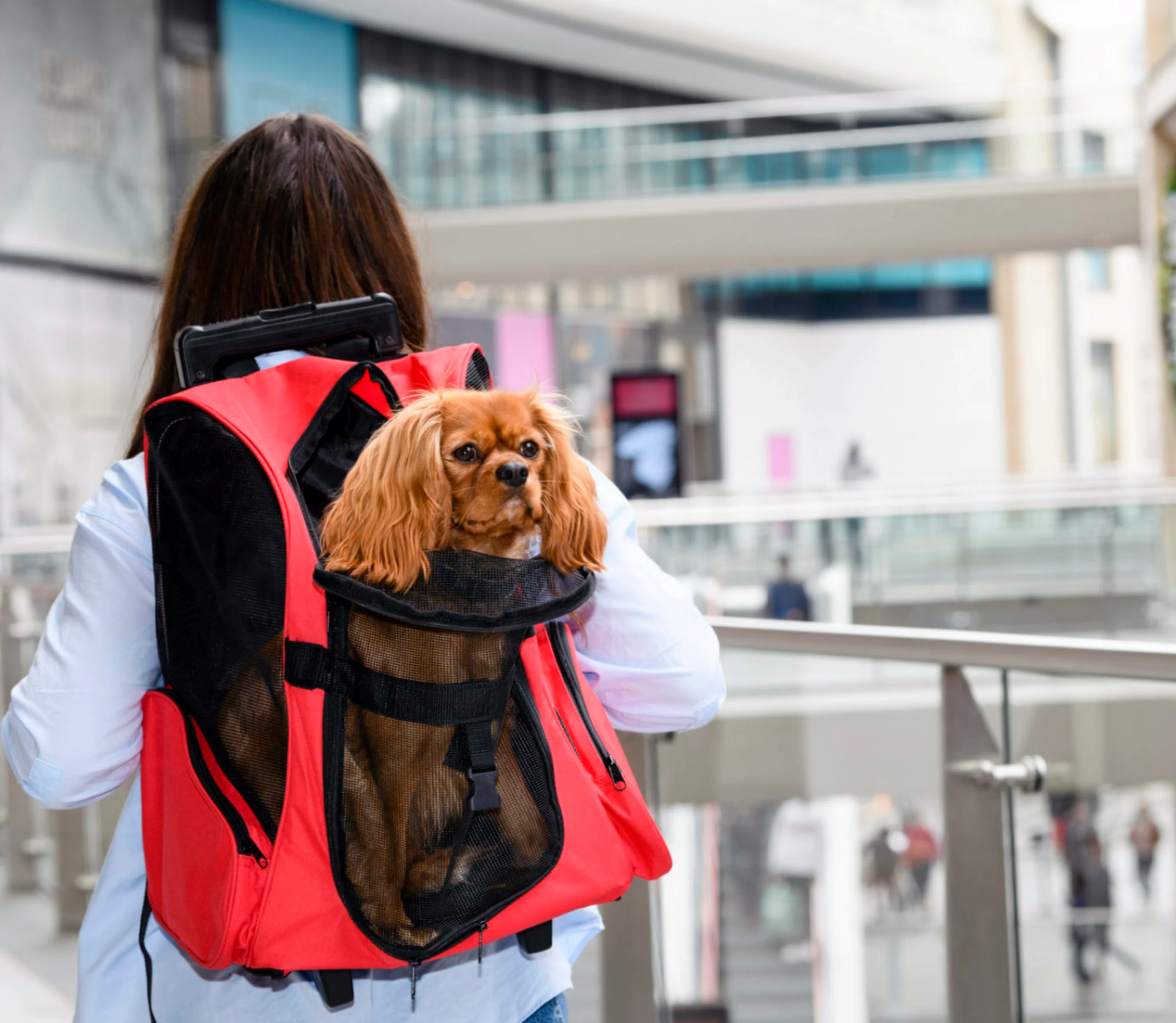 A dog in a bagpack carrier